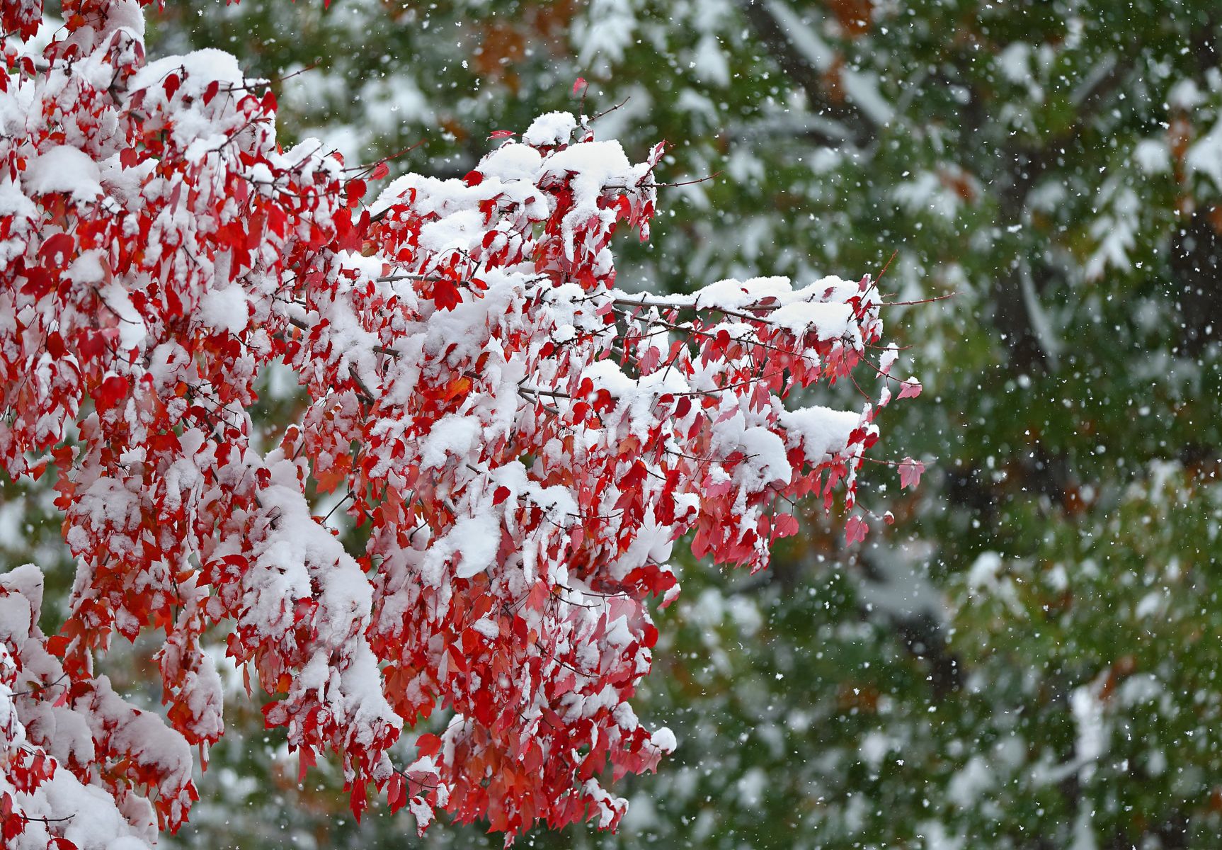 November snow on fall colors